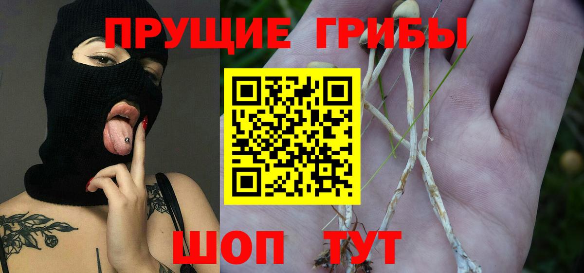 Псилоцибиновые грибы Psilocybine cubensis  Вход с VPN  Мыски 